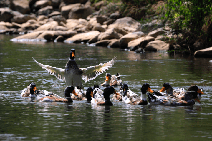 维多利亚老品牌vic(集团)官方网站
